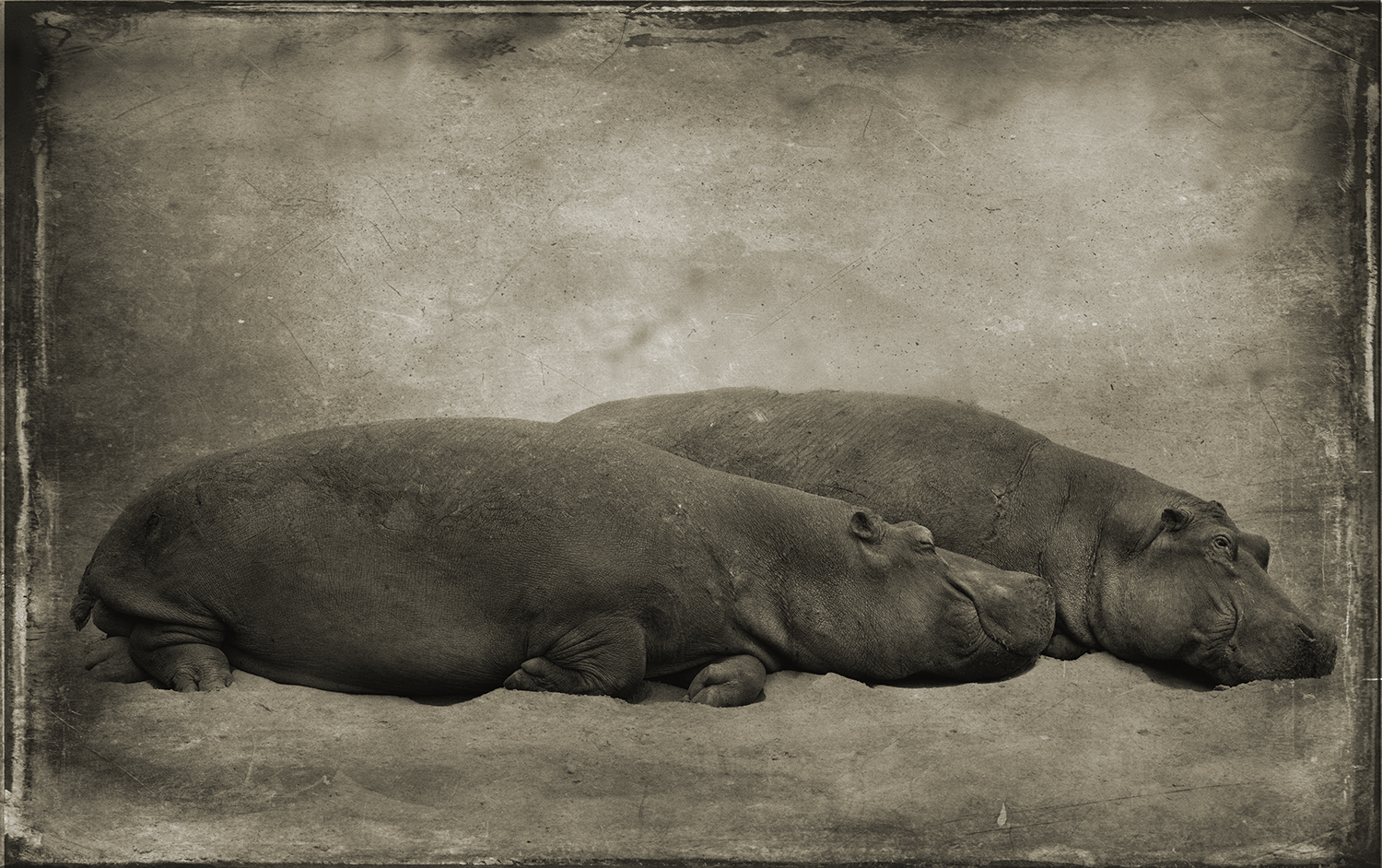 Two Hippos Cuddling