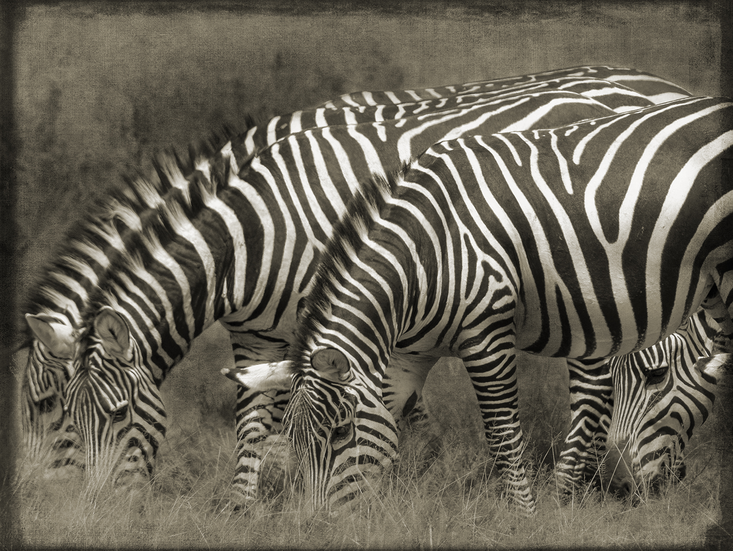 Four Zebra