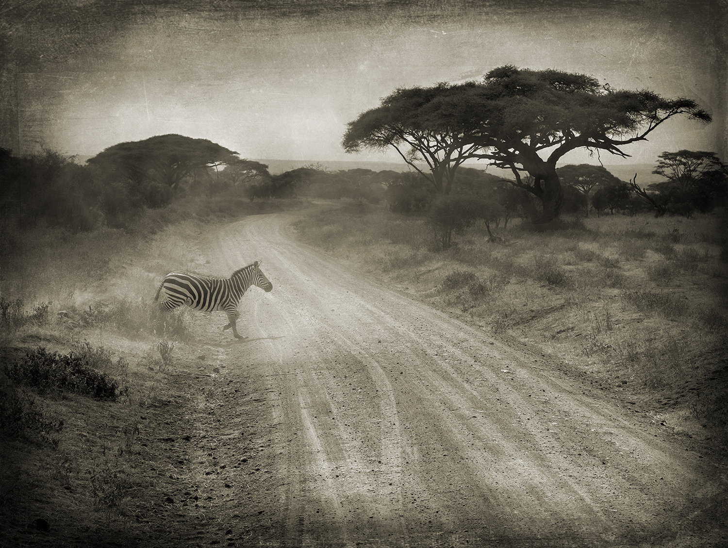 Zebra Crossing Road
