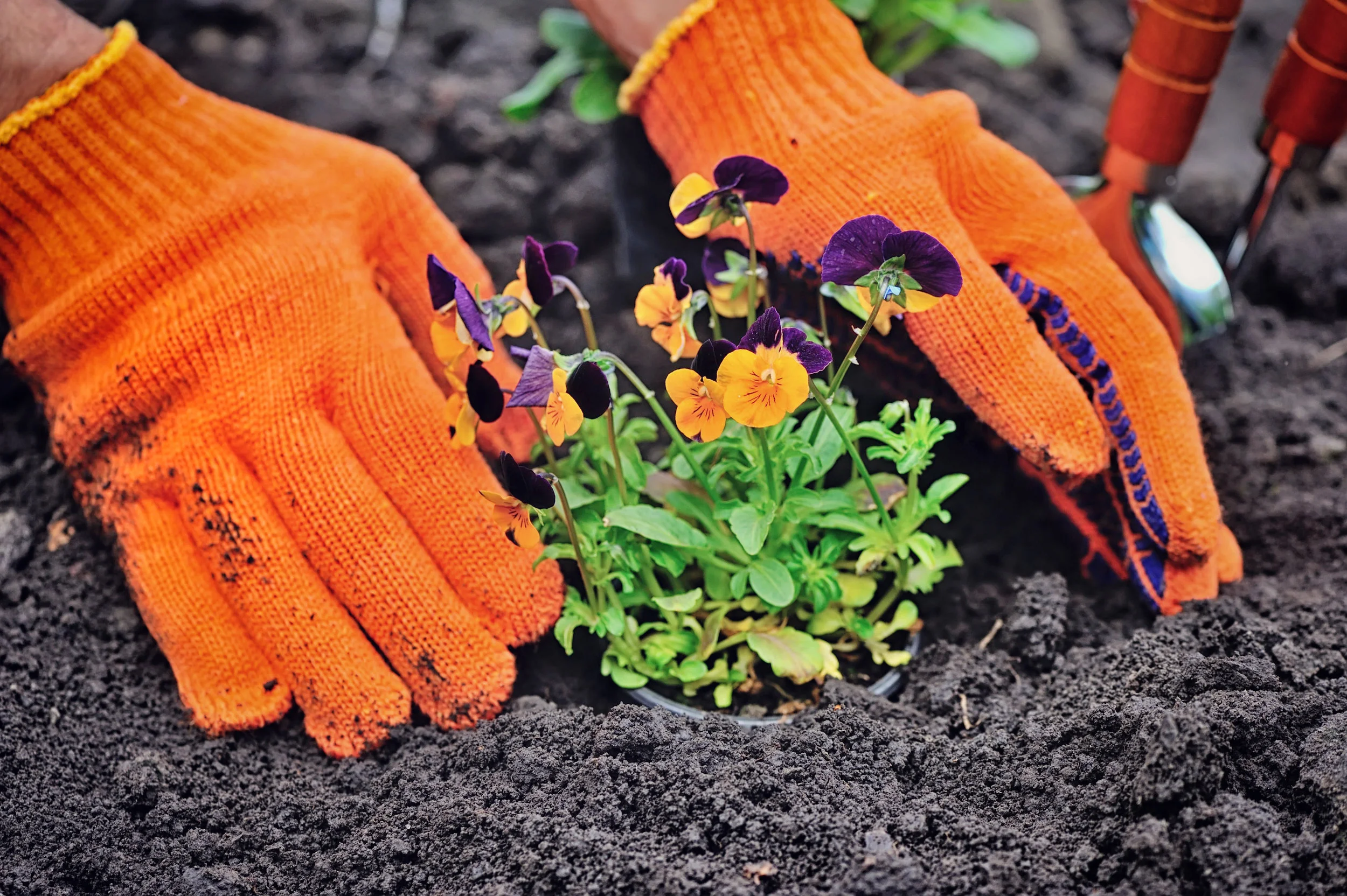gardeners-hands-planting-flowers-in-a-garden-PJ54UNJ.jpg