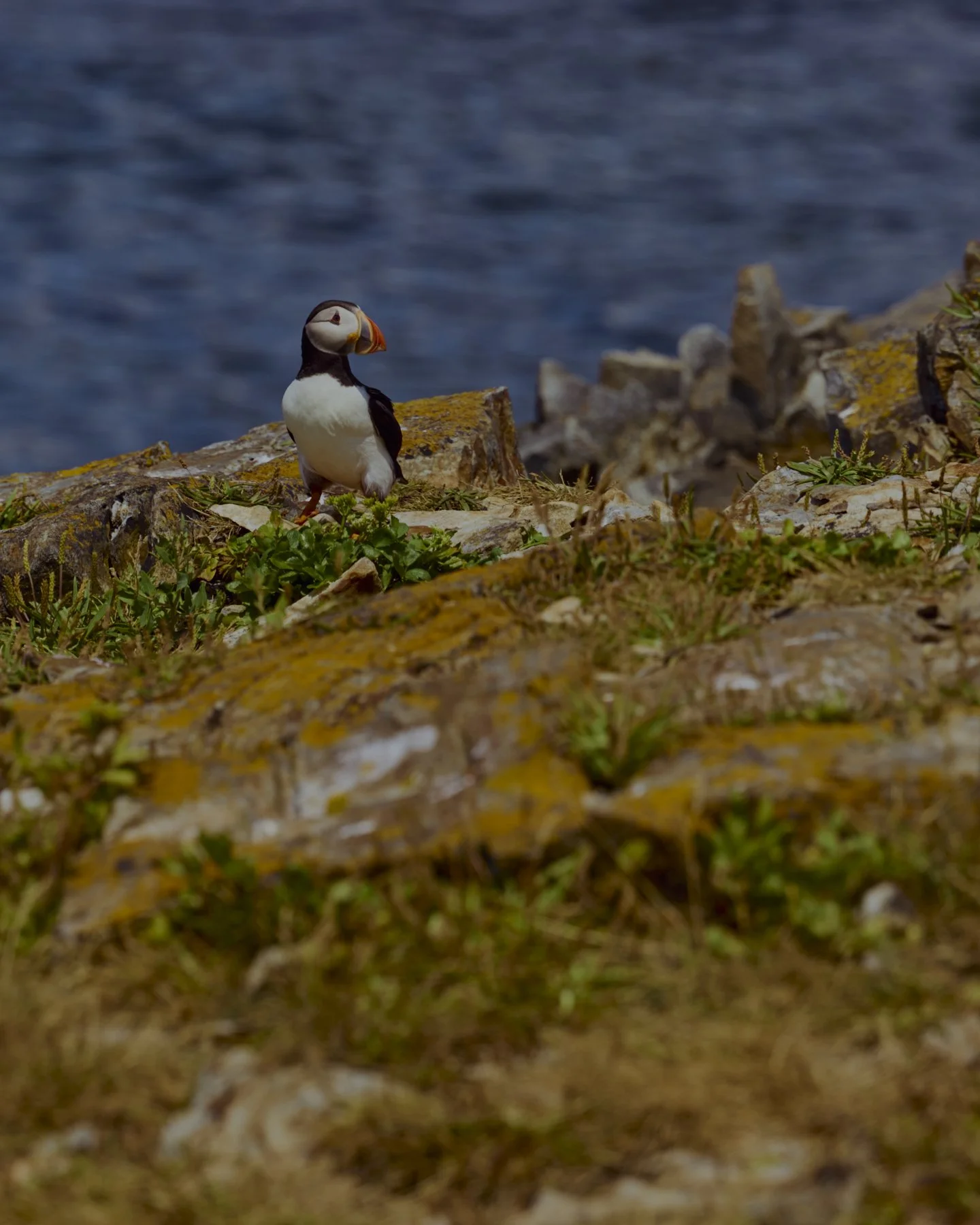 / newfoundland
