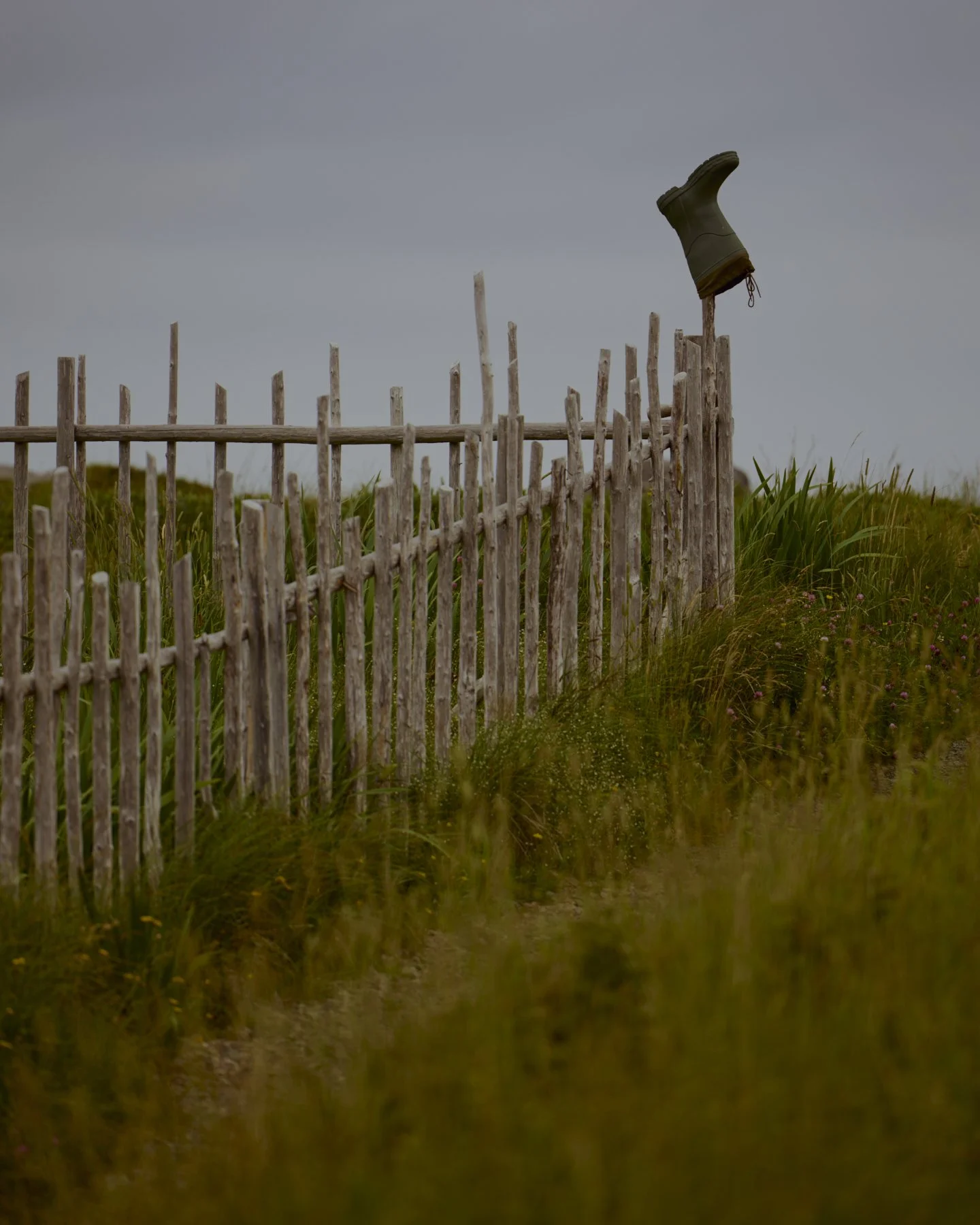 / newfoundland
