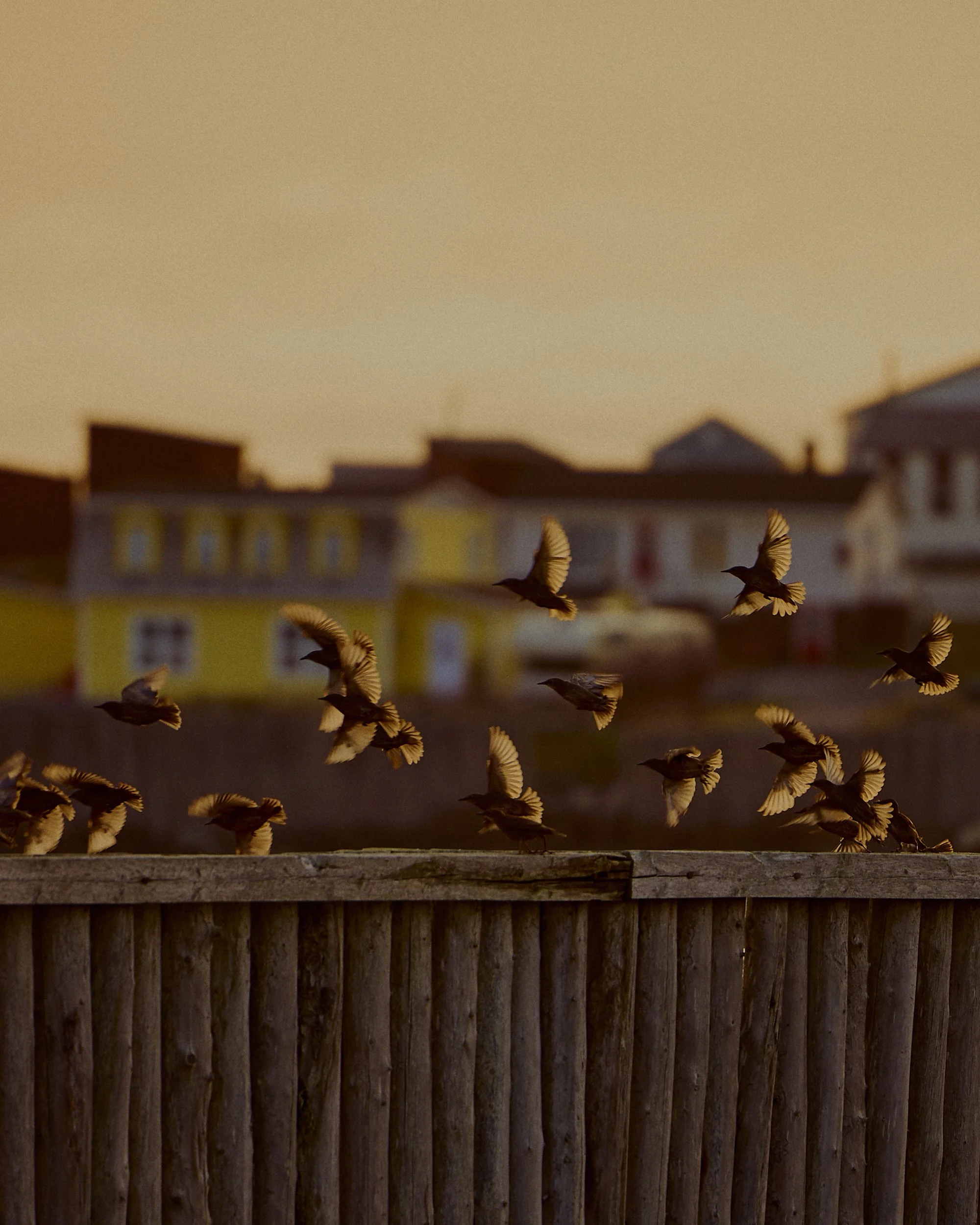 / Newfoundland