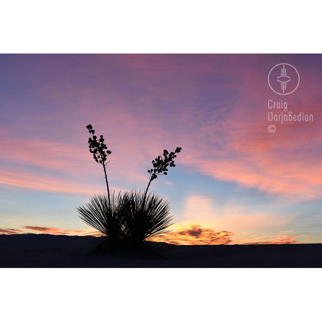 Yuccas-Sunrise-White Sands National Monument-©Craig Varjabedian.jpg