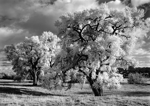 Cottonwood__5.jpg