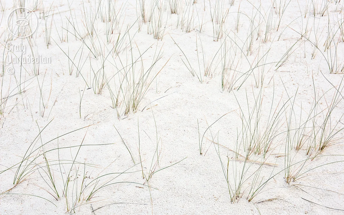 Indian_Rice_Grass-DSC_9506-FB.jpg