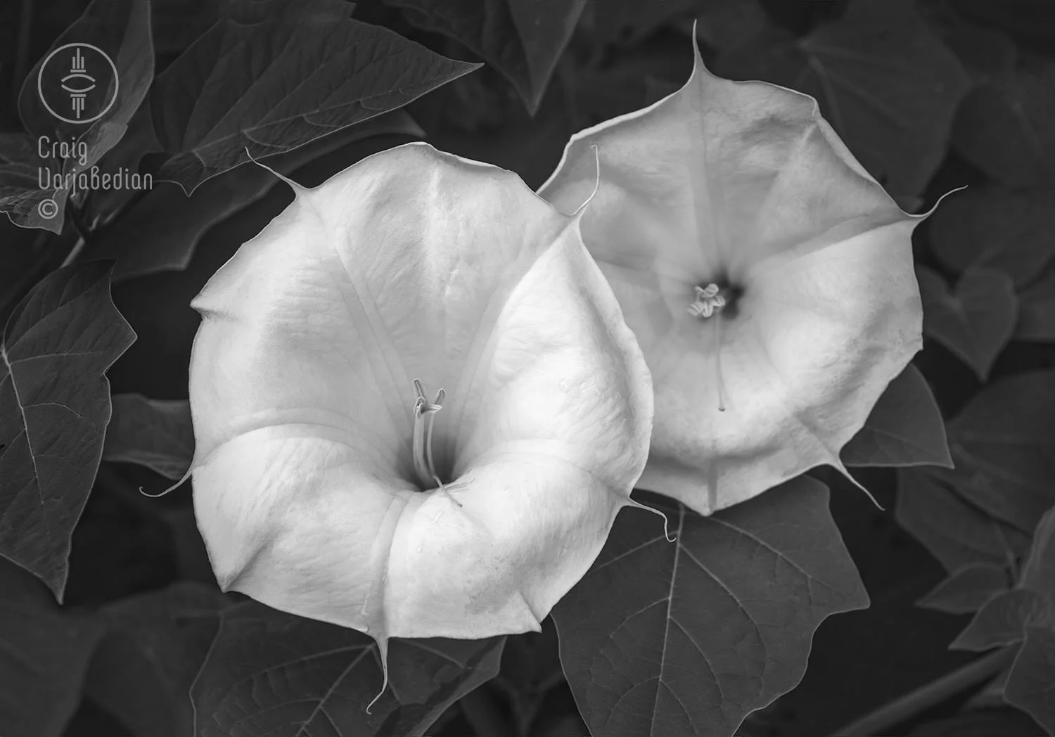 Datura-Varjabedian.jpg