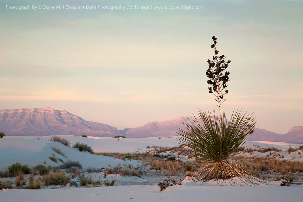 Mountain-and-Yucca_Marasciulo.jpg