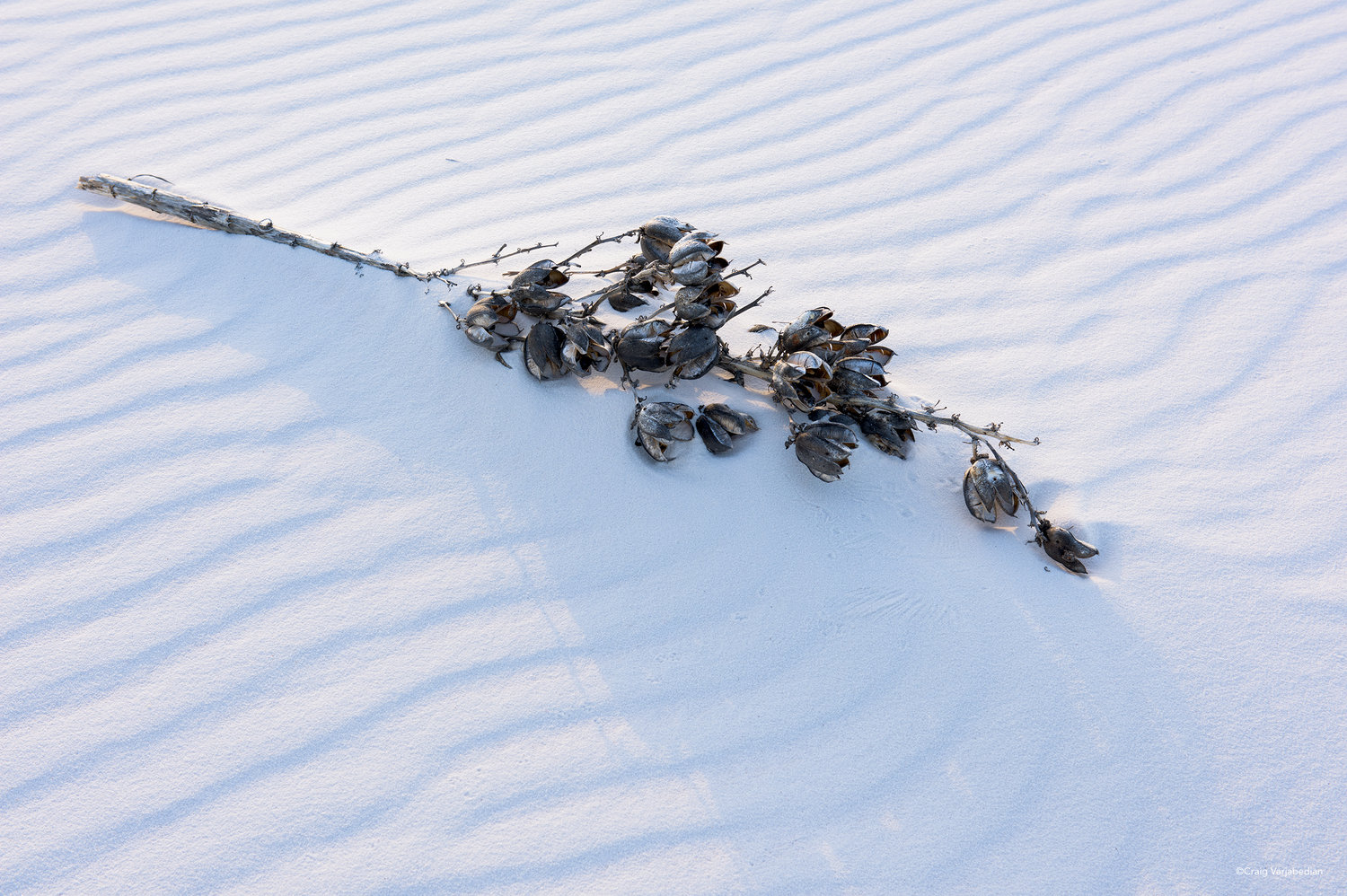 Yucca+Seed+Pods+&+Sand.jpg