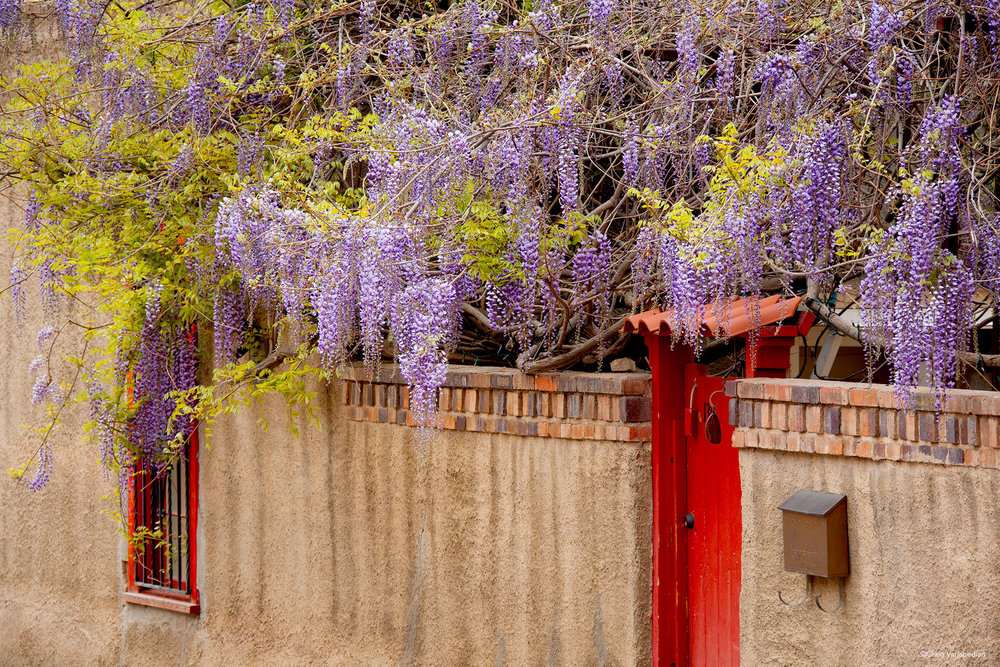 Wysteria-Door-Santa-Fe.jpg