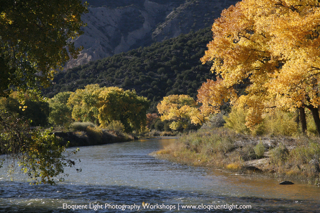 Autumn Cottonwoods-Rio Grande-New Mexio.jpg