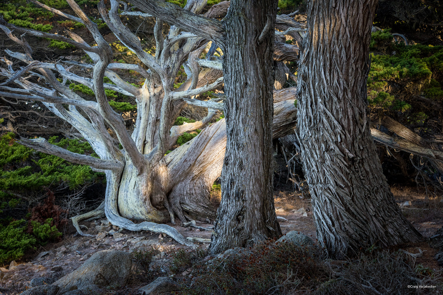 Pt+Lobos+Cypress+Tree-2+copy.jpg