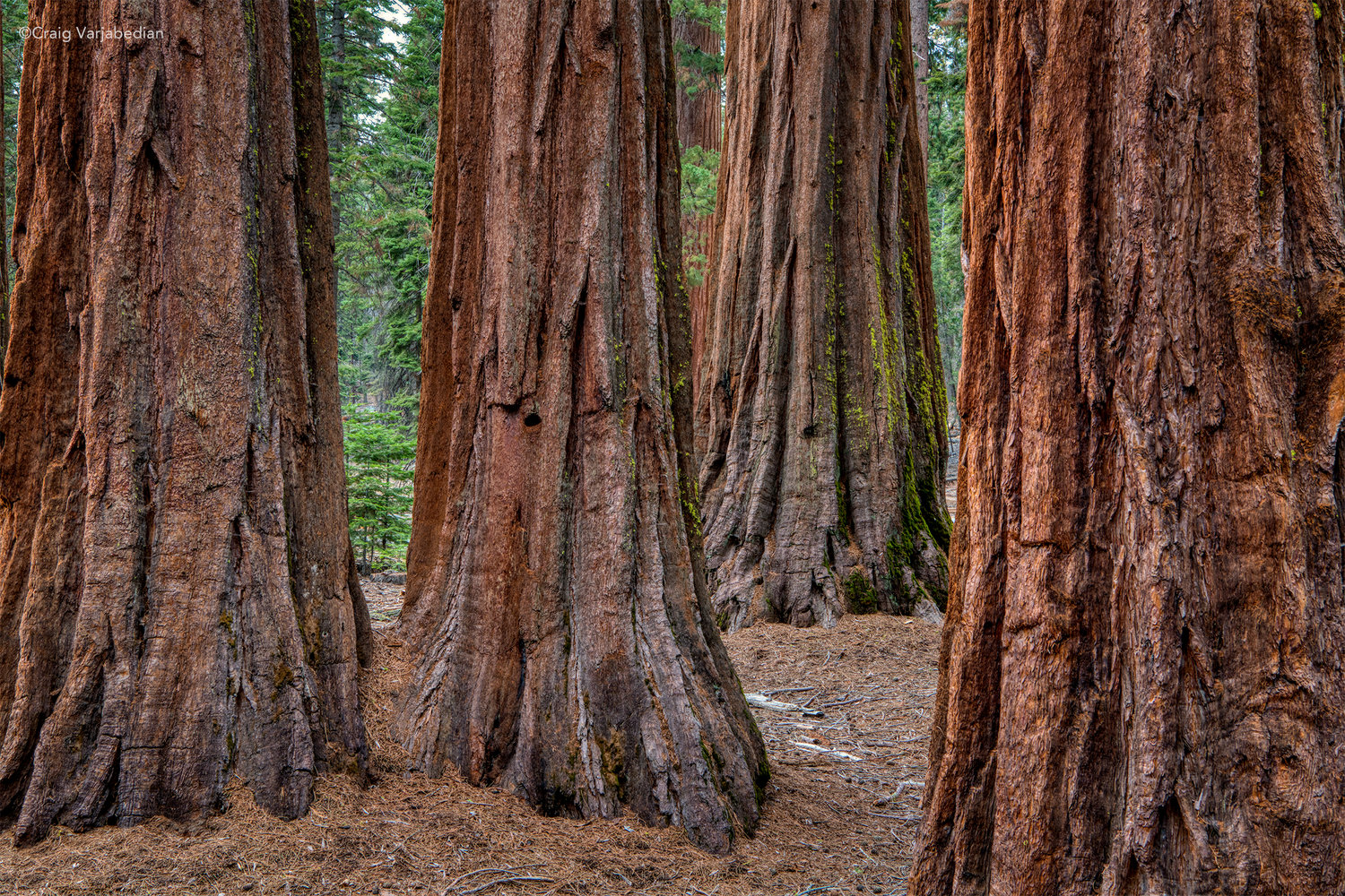 Redwoods_DSC9414+copy.jpg