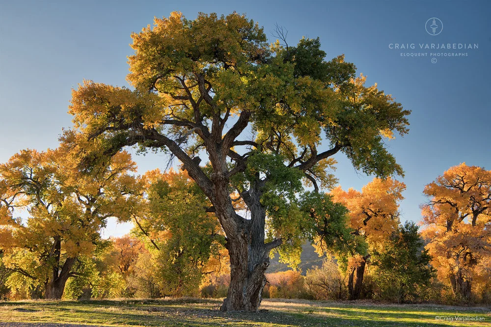 Los-Luceros-Cottonwood-Fall.jpg