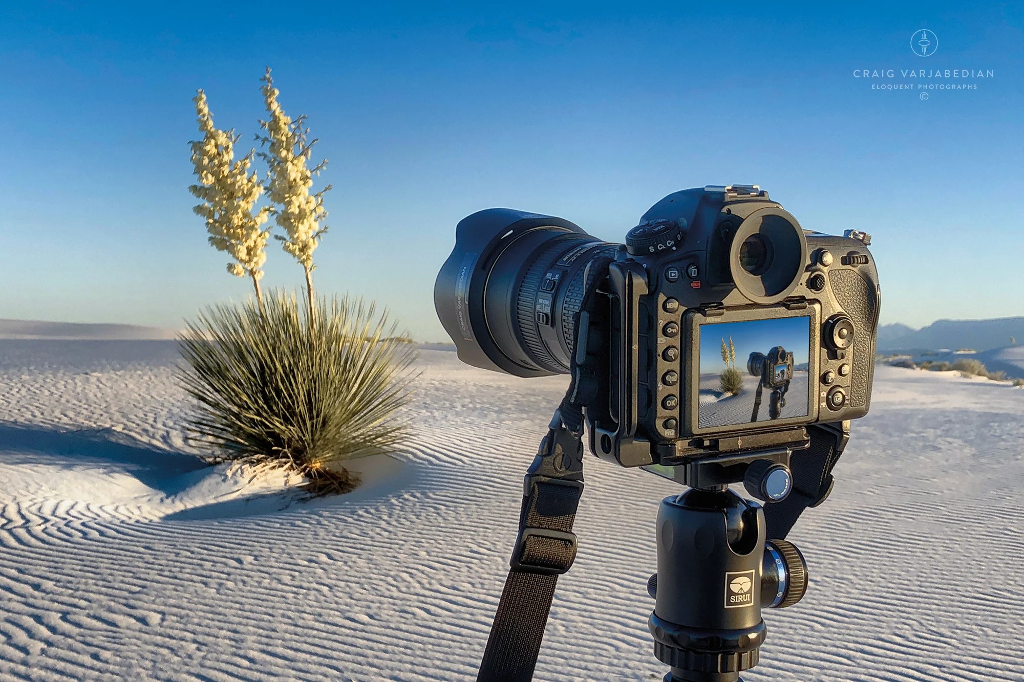 Camera Yucca-2-IMG_3167-6.jpg