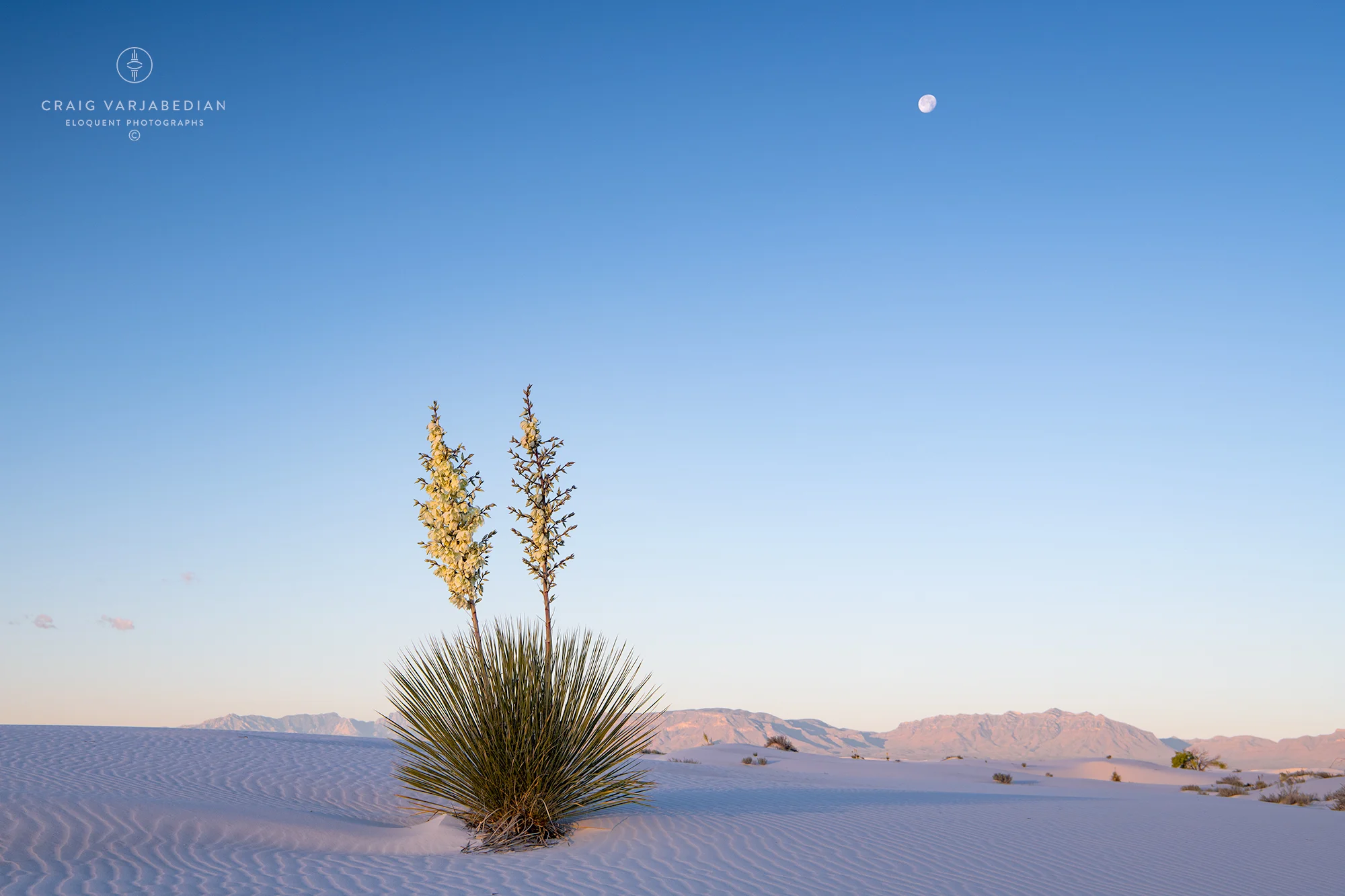 Yucca and Moon_DSC8016-2000px.jpg