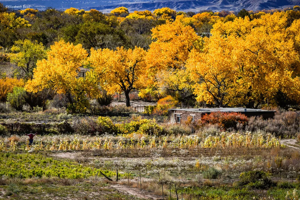 Beall-scarecrow-field.jpg