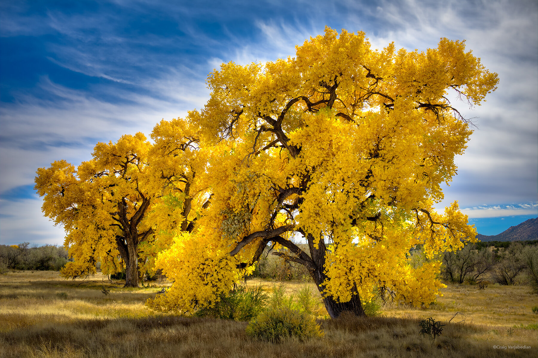 Bonanza Cottonwood.jpg