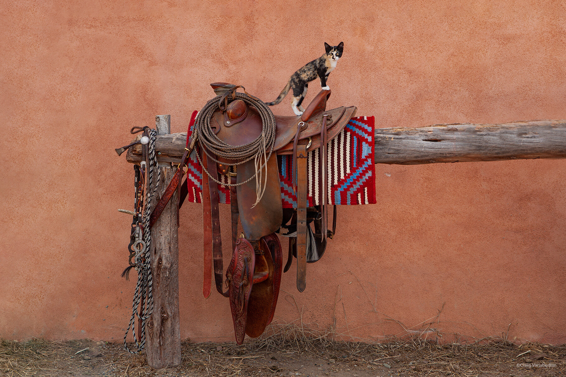 Cat on Saddle-2_MG_9809.jpg