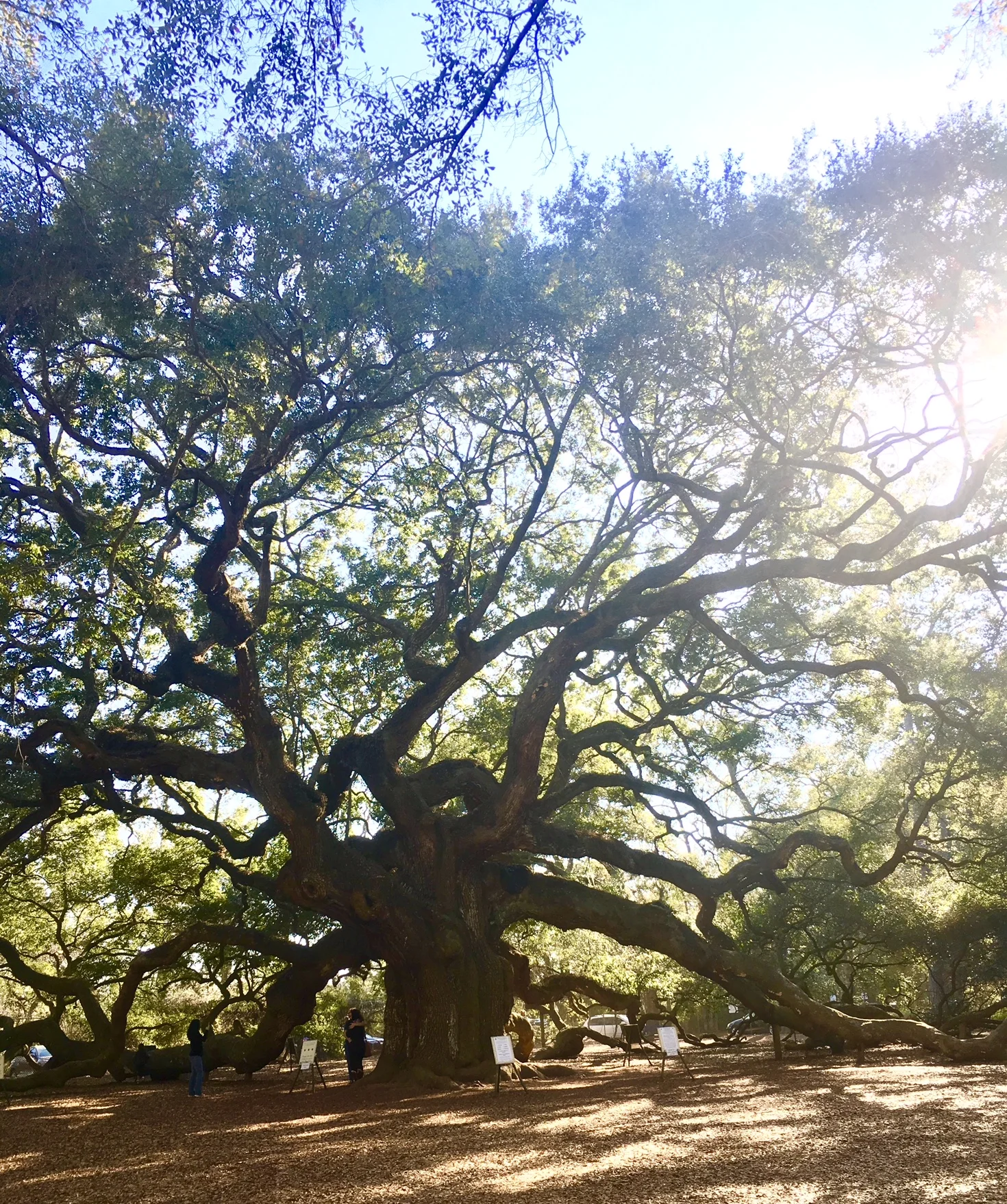 Annoying that people are in my shot, but here's the truly magnificent Angel Oak Tree on Johns Island, South Carolina. Note to self to go back early morning to get better pictures,