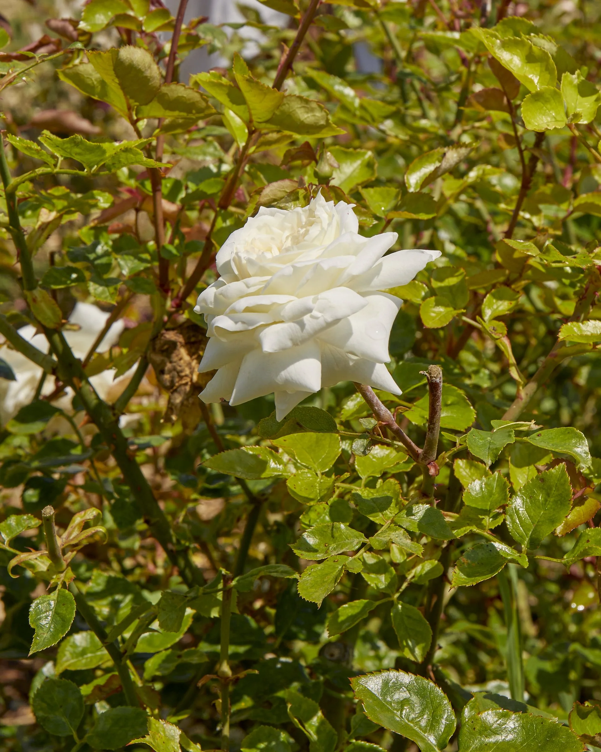 LANCOME_LongevityRetreat_785.jpg