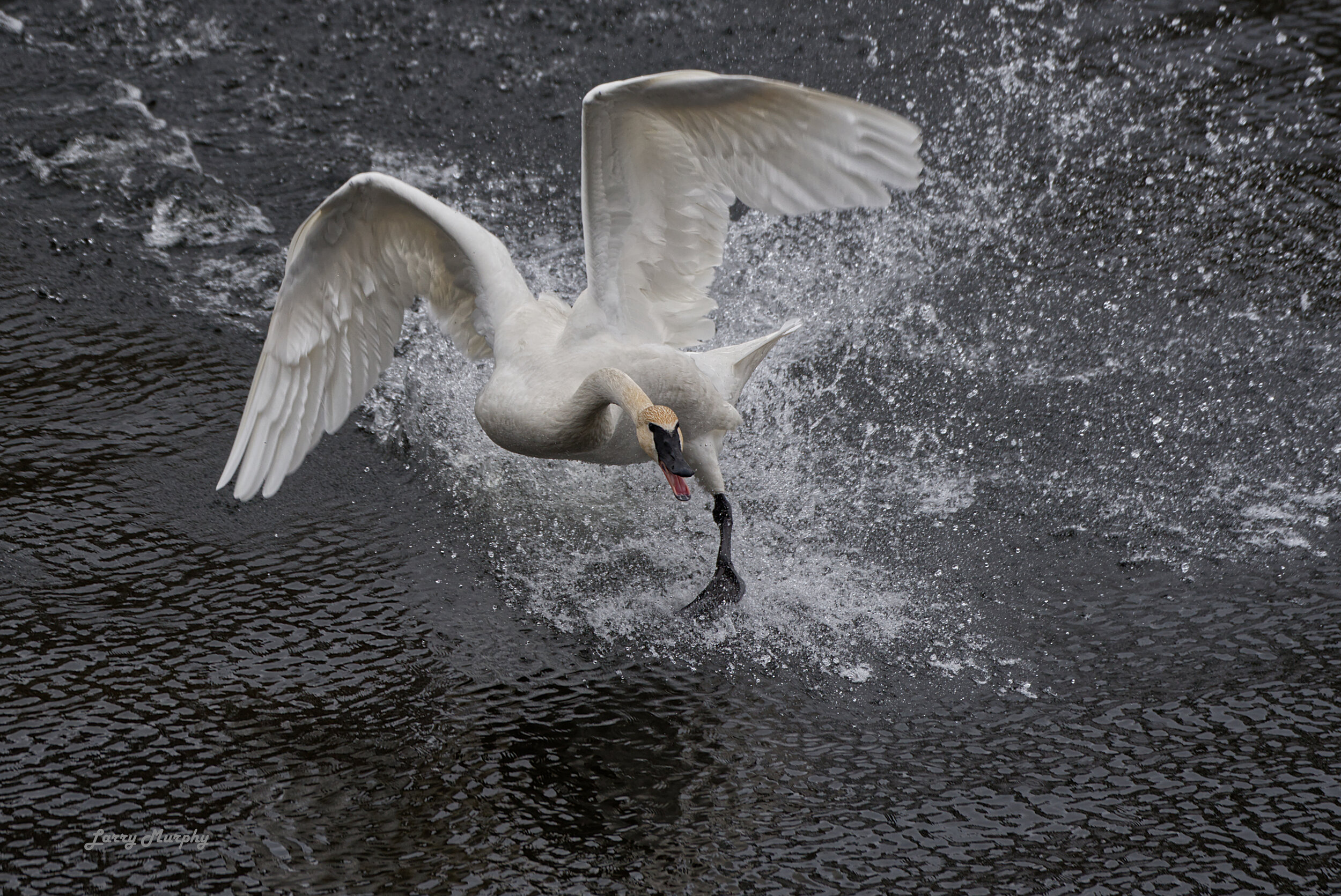 Left Foot Landing with a Slight Twist - ACTION