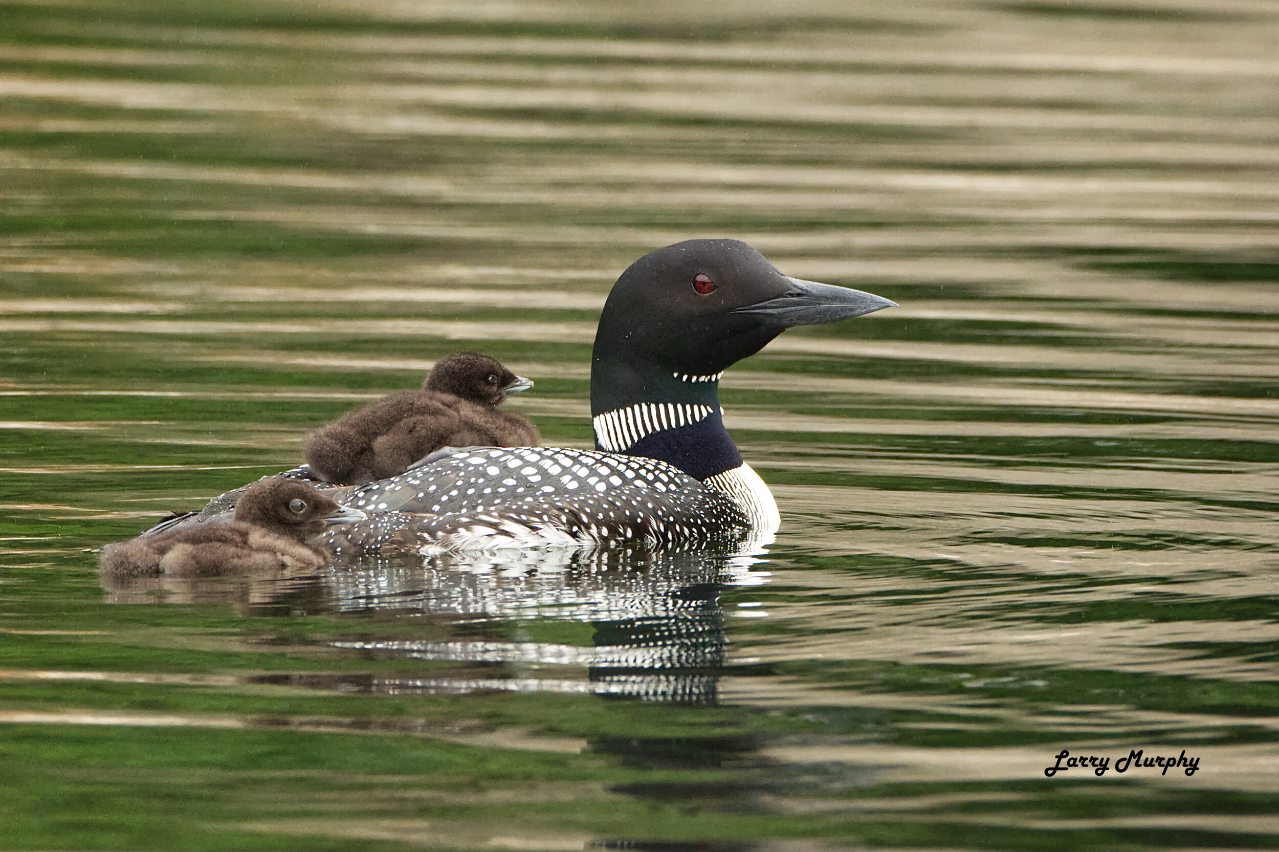 Loon with Chicks - NATURE