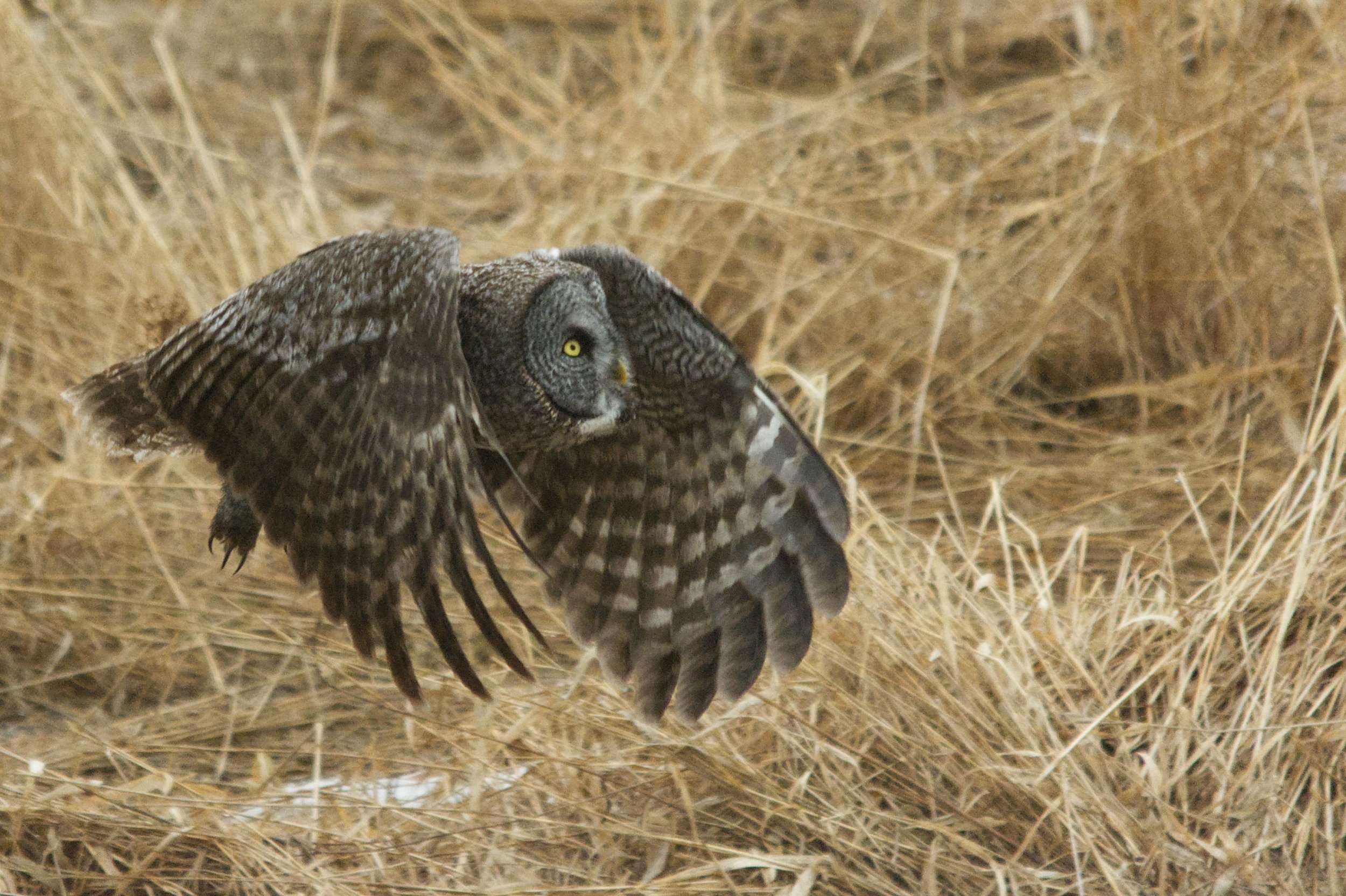 Great Grey Owl Searching a Field - ACTION