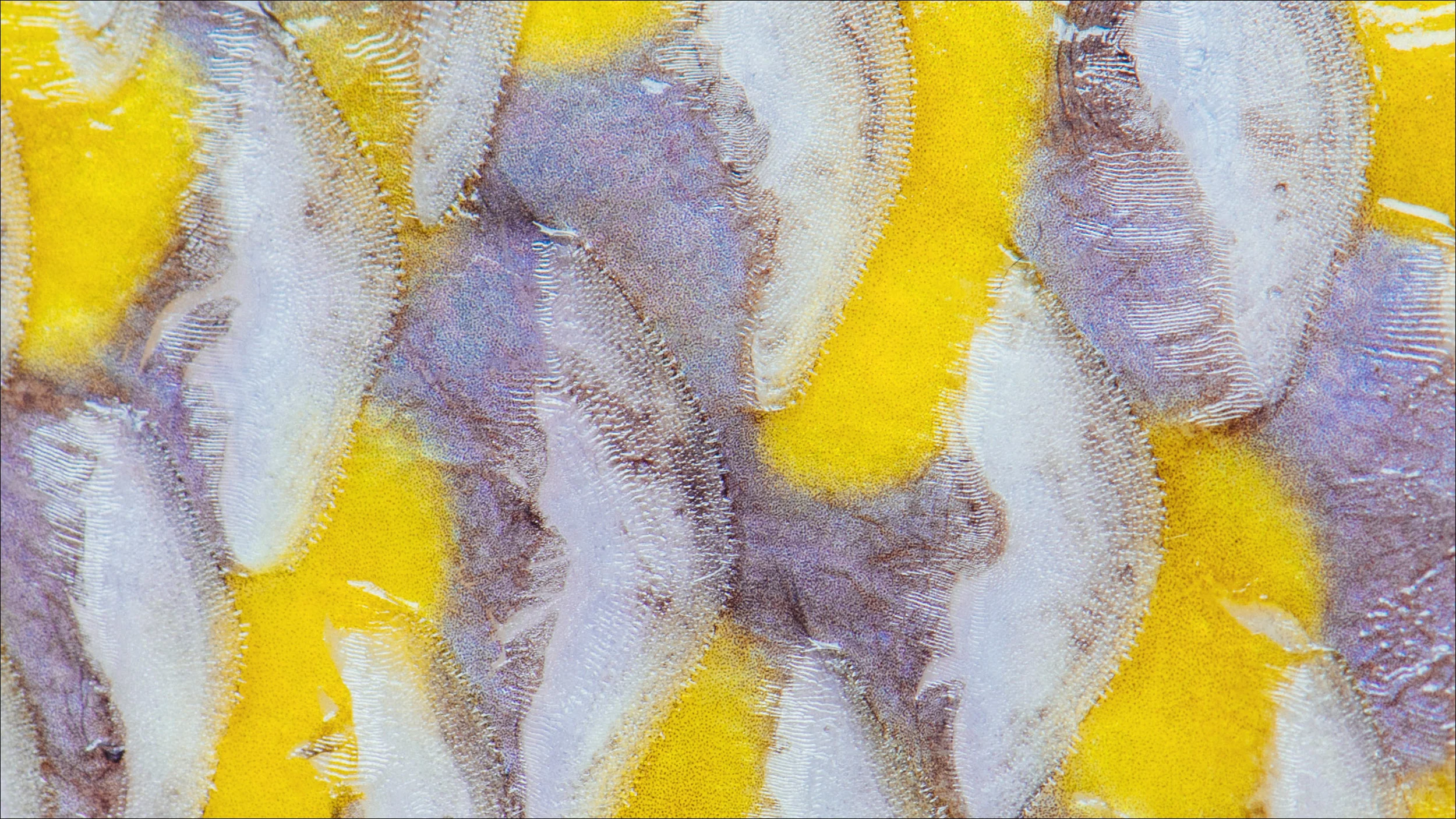 Tilefish_Magnified.jpg