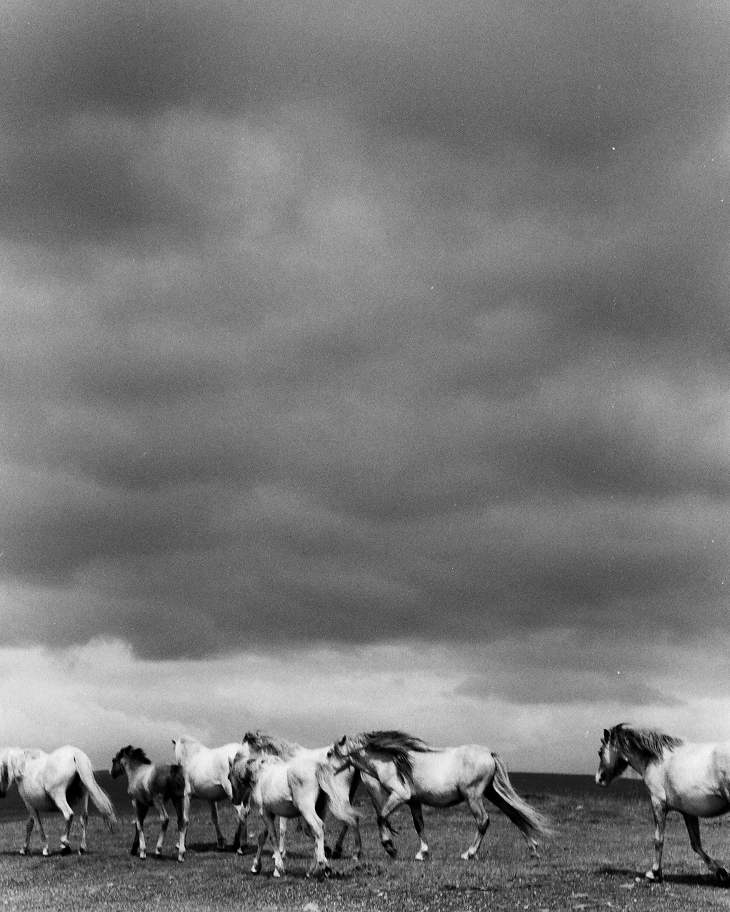 wild horses.jpg