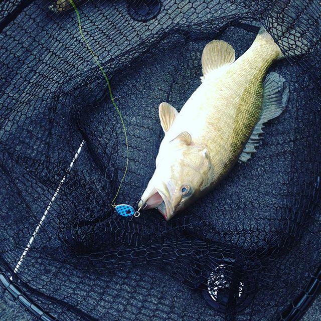#bluespoon #rstackle #bernieknowswhatsup #fishing #kingfisher