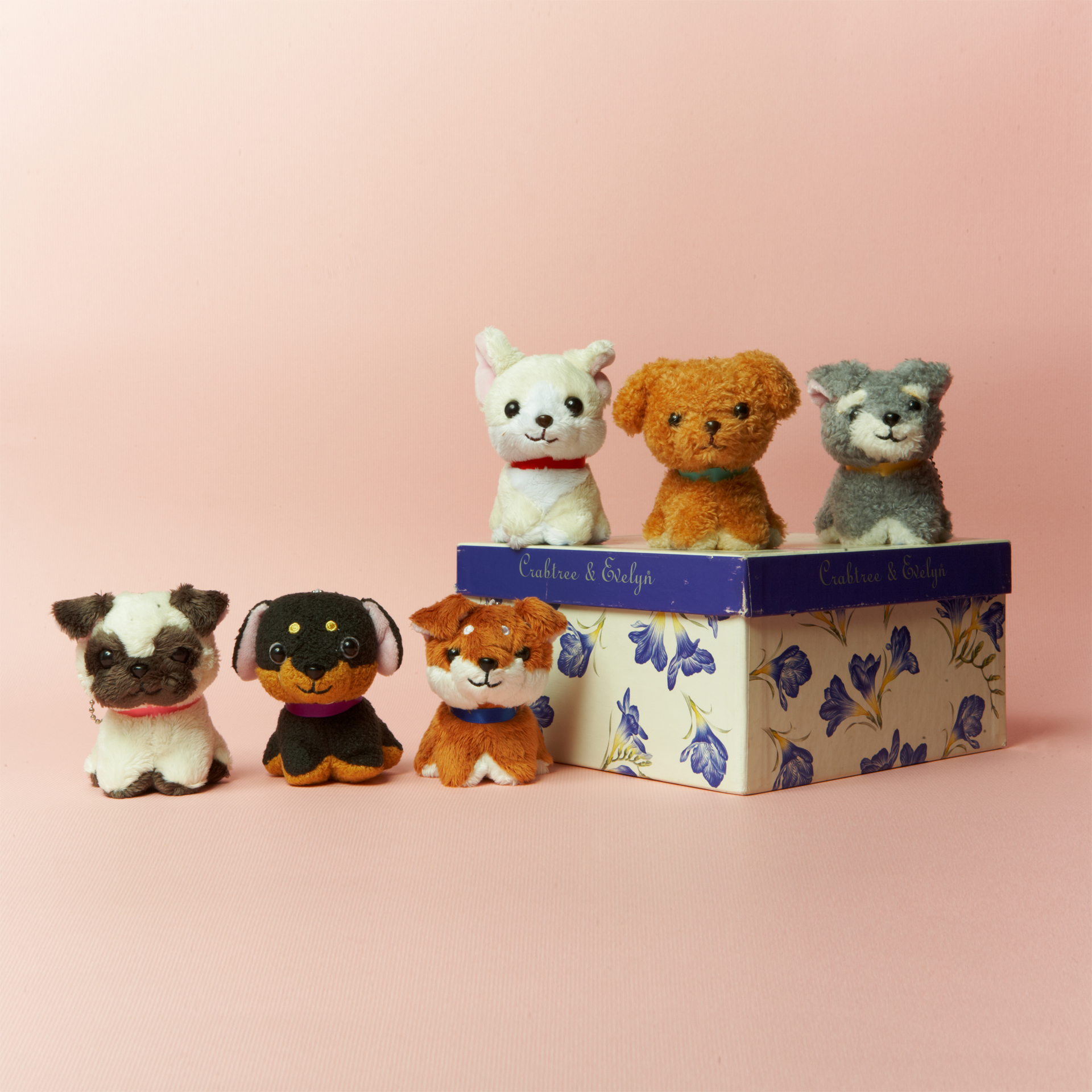 Shinjidai - Teacup Dogs