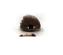 07134--Dark brown.jpg