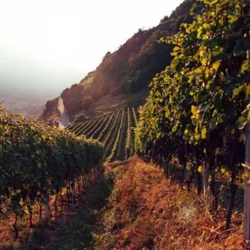 The Simply Stunning Alpine Wines of Sandro Fay in Valtellina