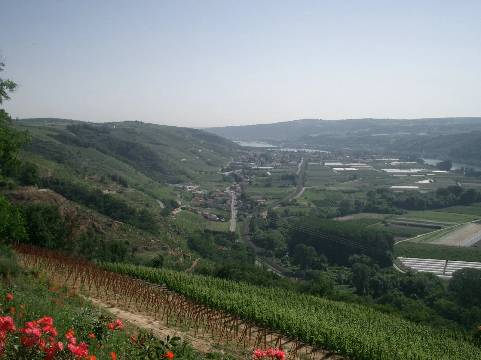 Côte-Rôtie Dreaming...