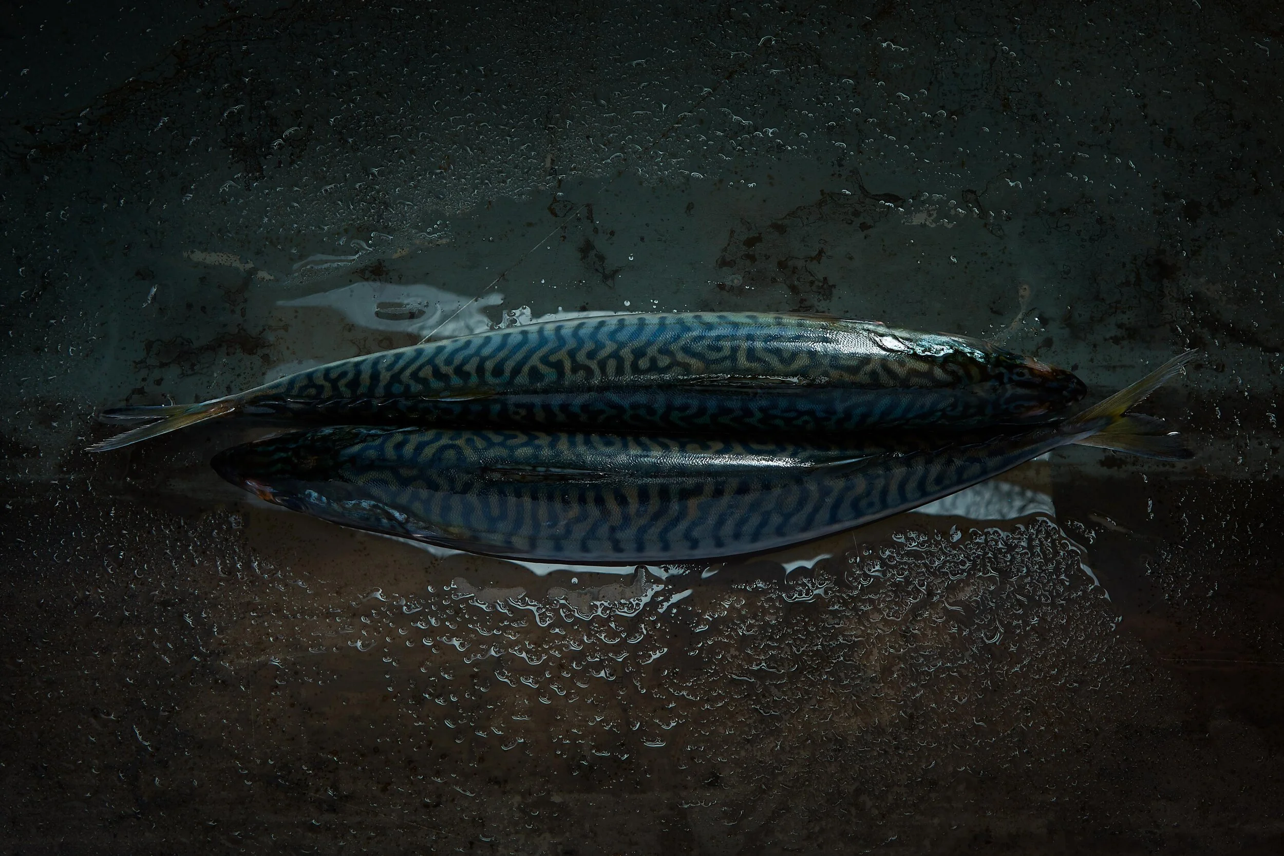 Fish0784.jpg