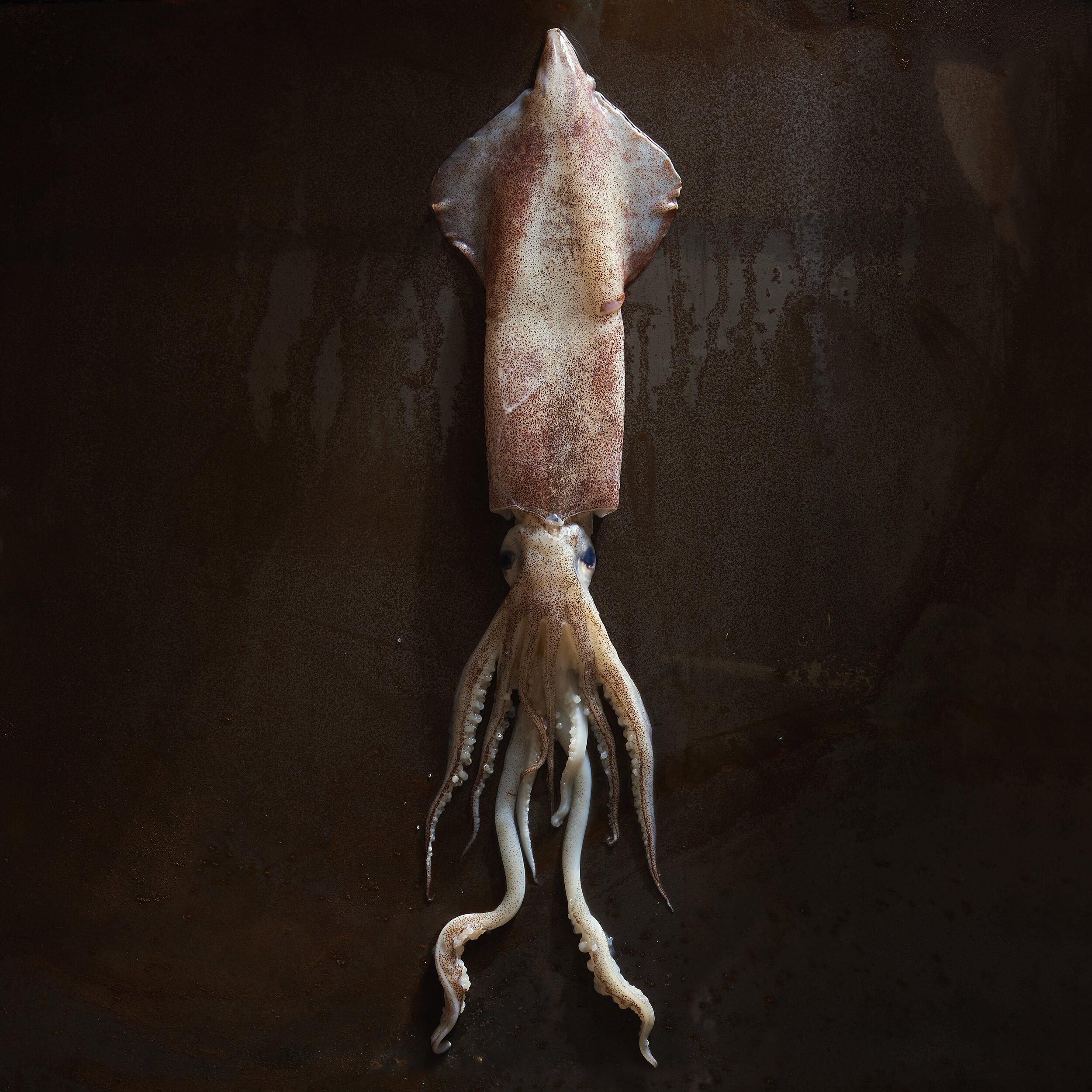 Fish0834_1x1.jpg