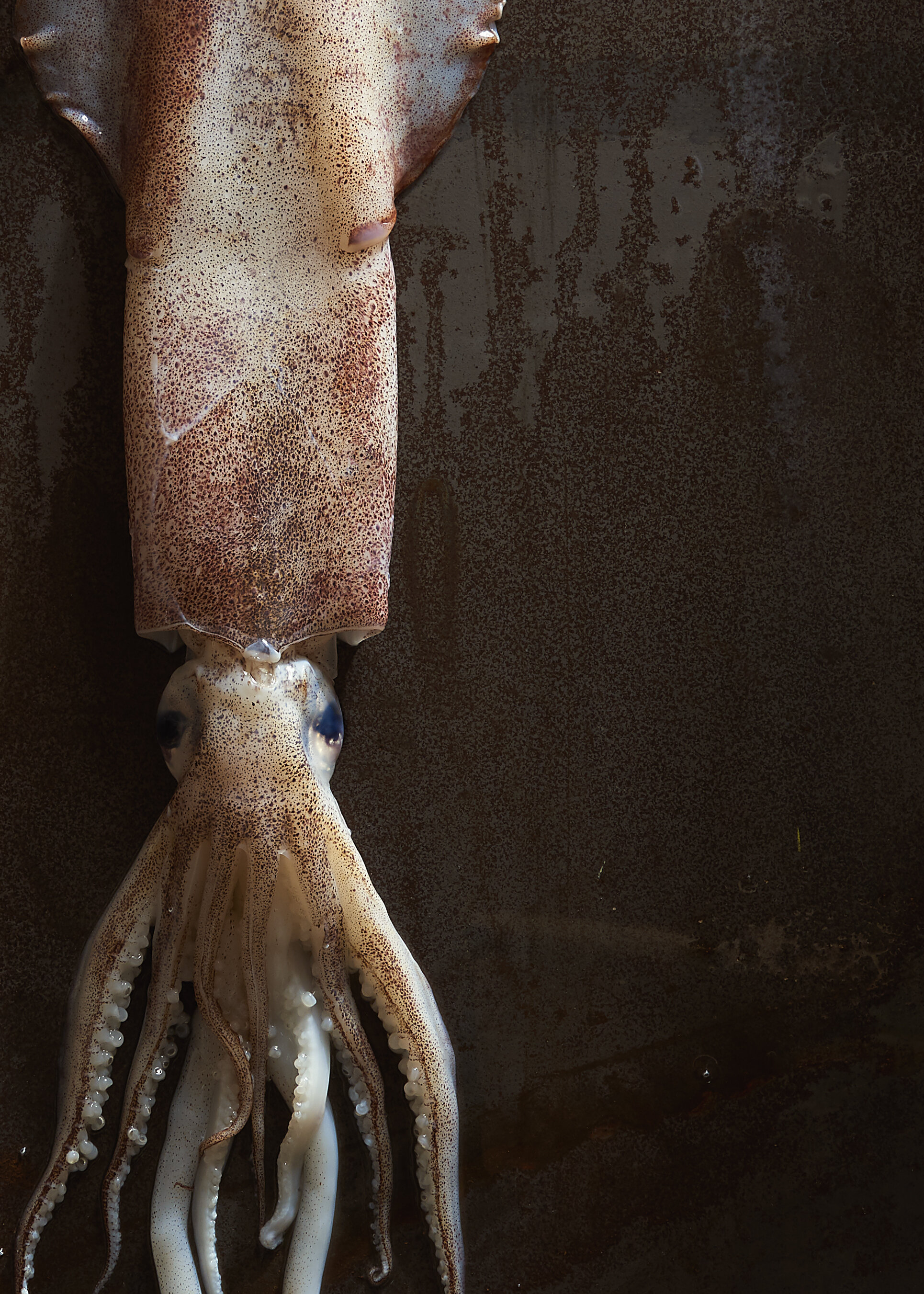 Fish0834_5x7.jpg