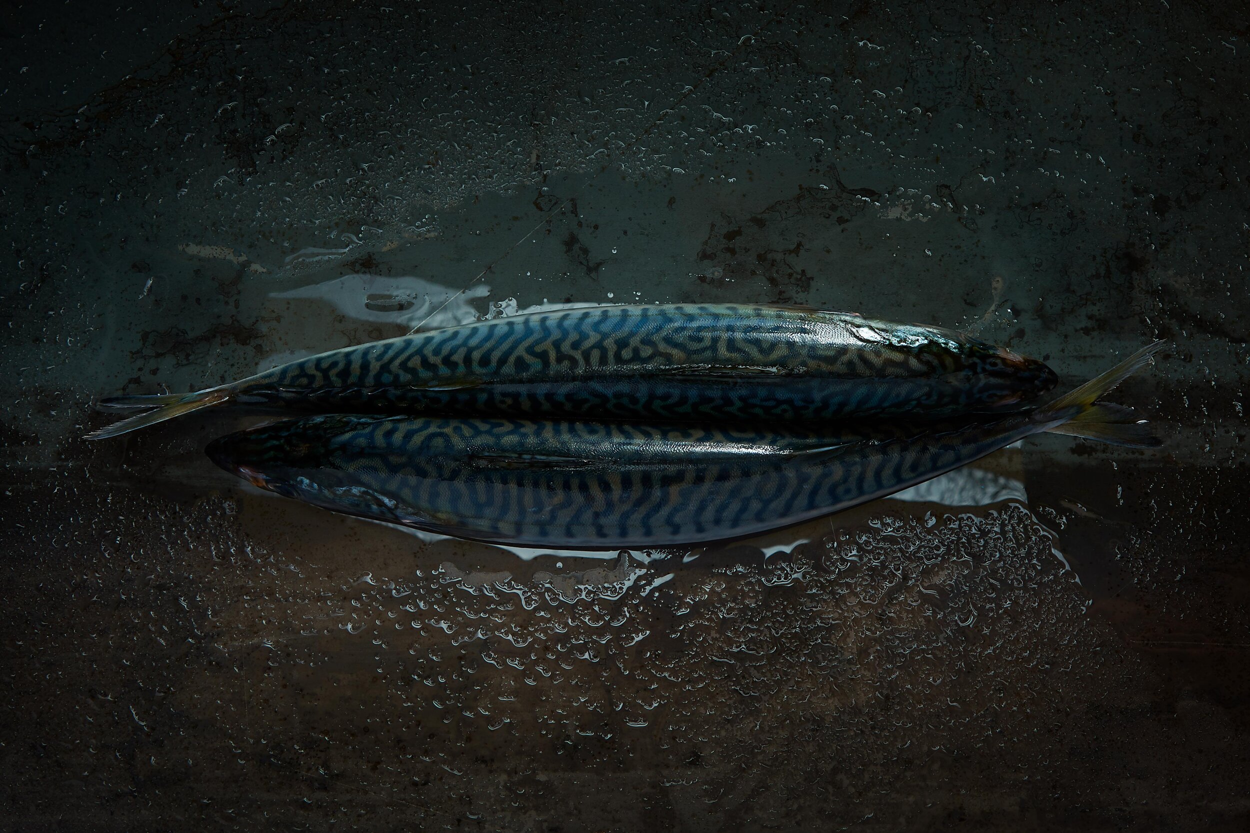 Fish0784.jpg
