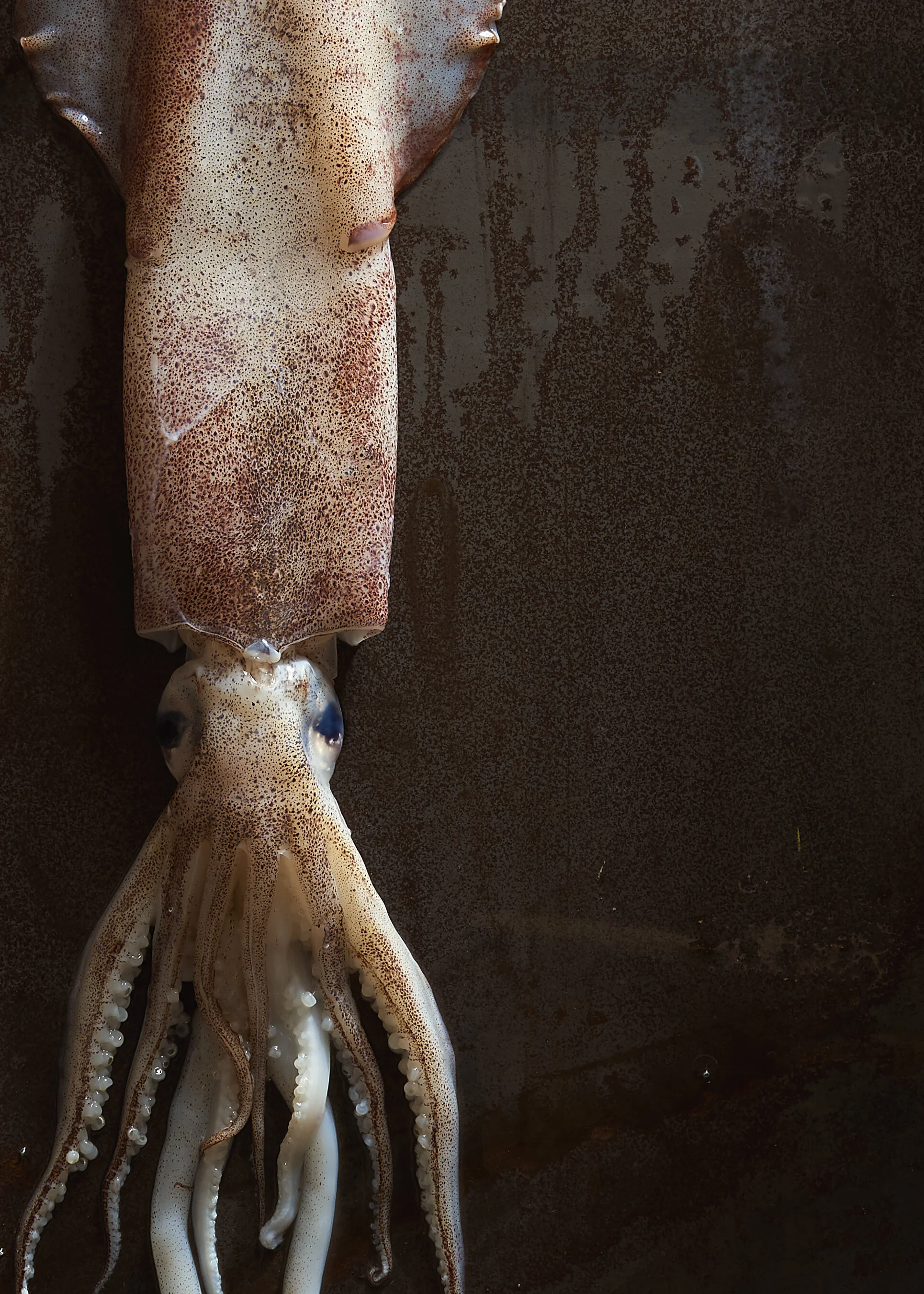 Fish0834_5x7.jpg