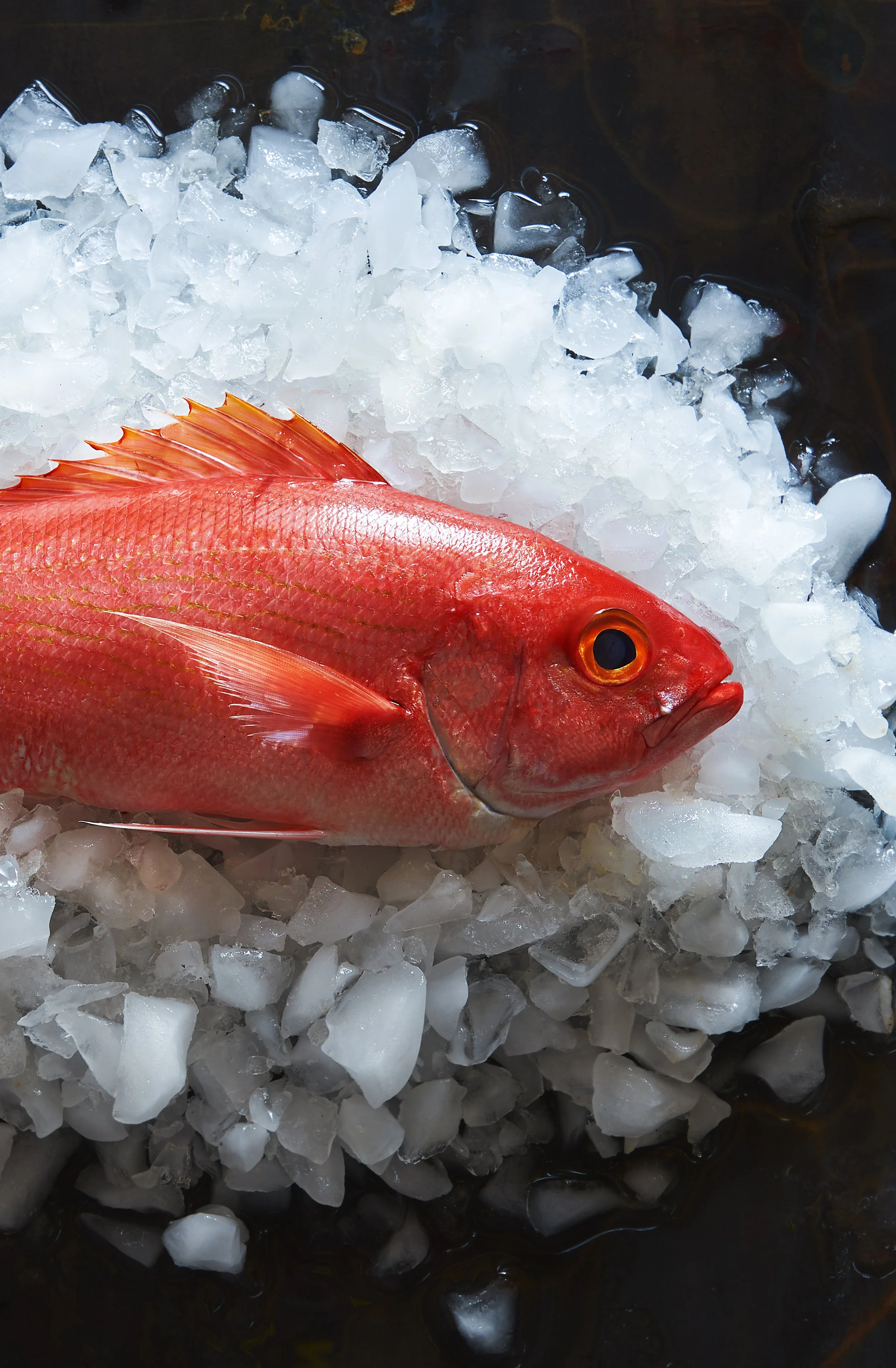 Fish0748_2.jpg