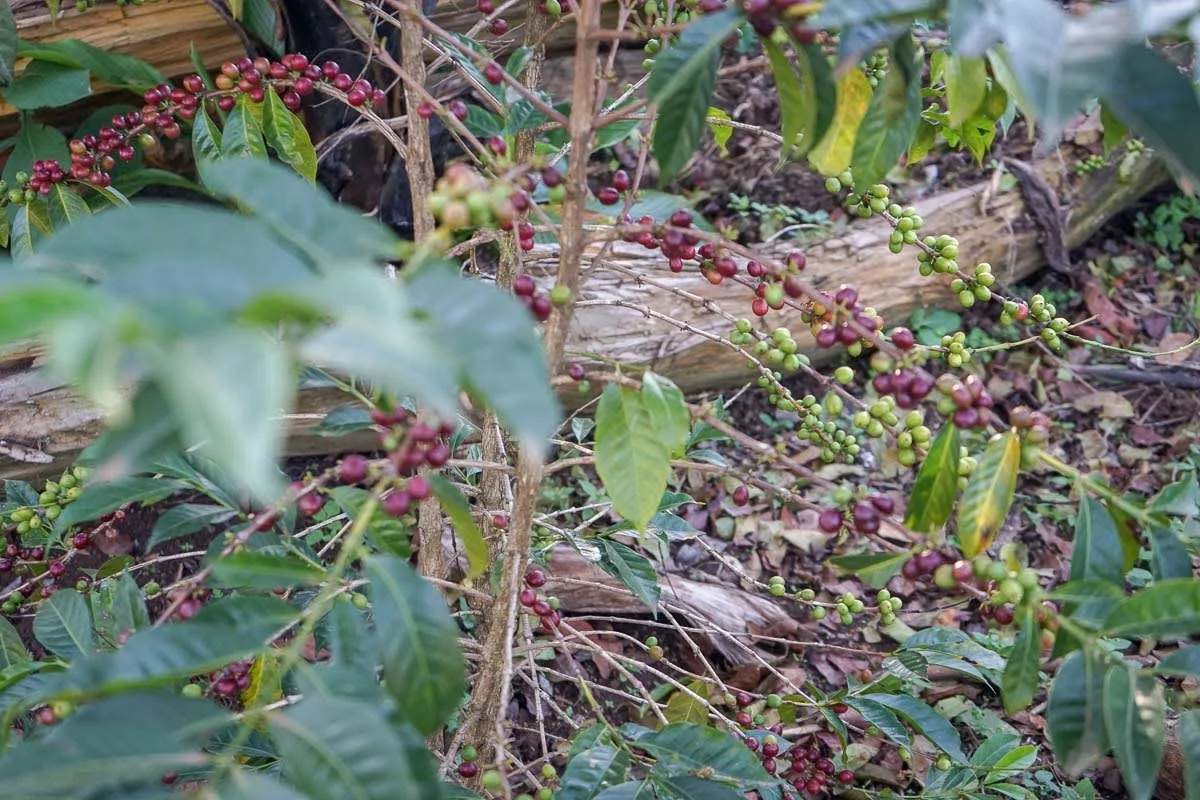 Ethiopia Guji Natural.jpeg