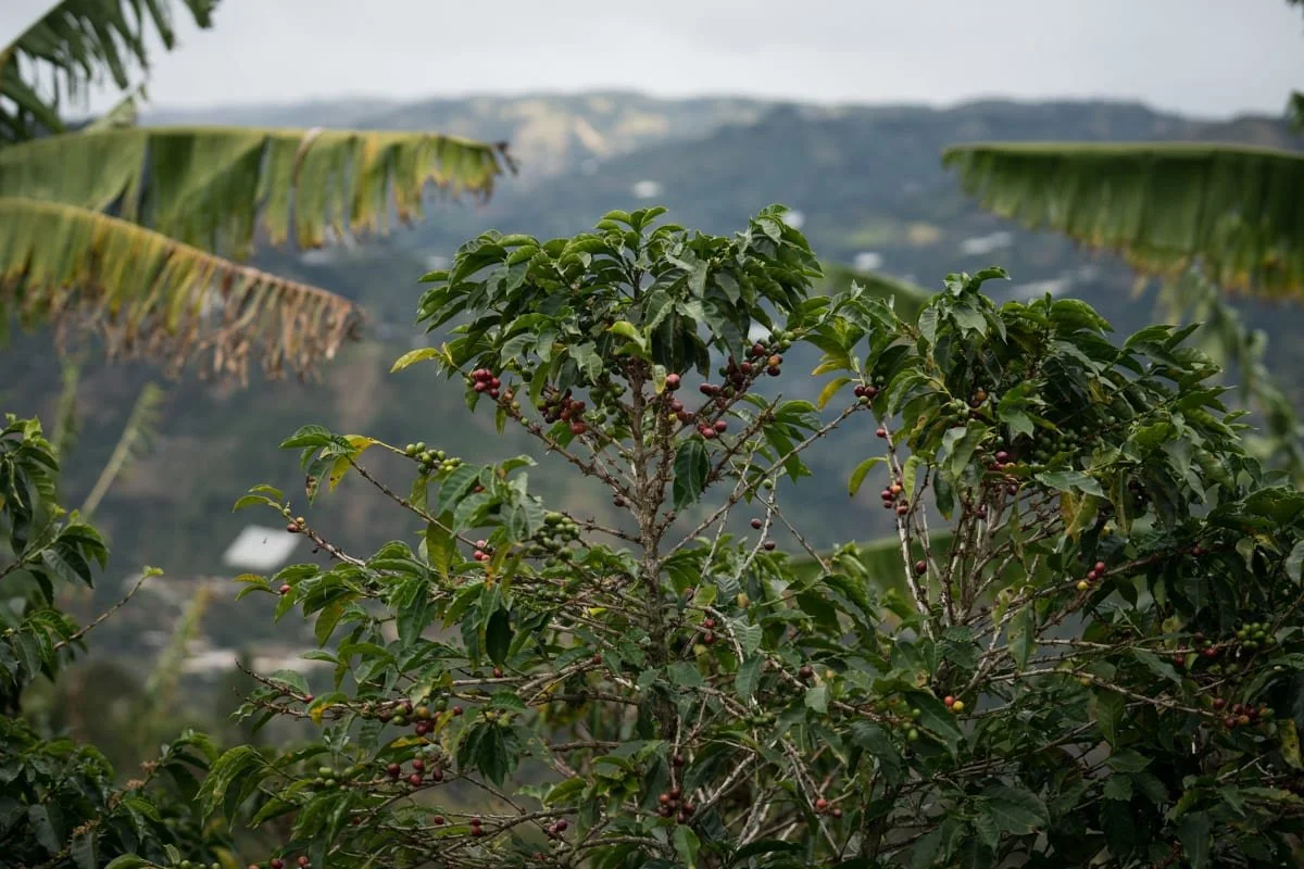 Colombia Narino.jpeg