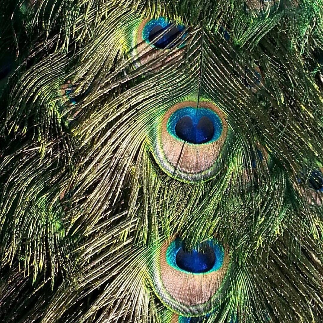 A detail from a peacock. we never tire of the beautiful hues of the peacocks feathers.⠀﻿
.⠀﻿
#amathea #sophieharrison #interior #interiordesign #interiorstyle #interiorlovers #interior4all #interior4you #interior123 #interiordecorating #interiorstyli
