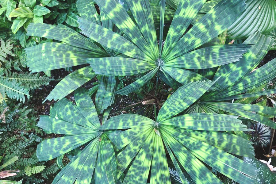 Leaves Botanic.jpg