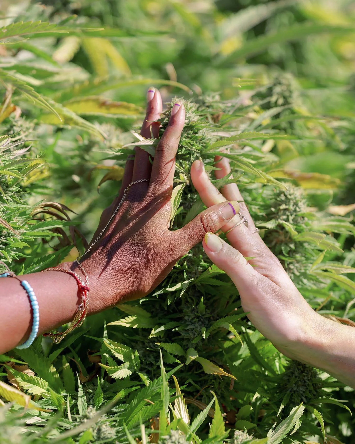 I&rsquo;m sooo excited to share my first cannabis related publication with @mjlifestyle! After graduating from college I&rsquo;ve actually been doing the damn thing!! It&rsquo;s a dream come true to support myself by taking pictures in California 🦋✨