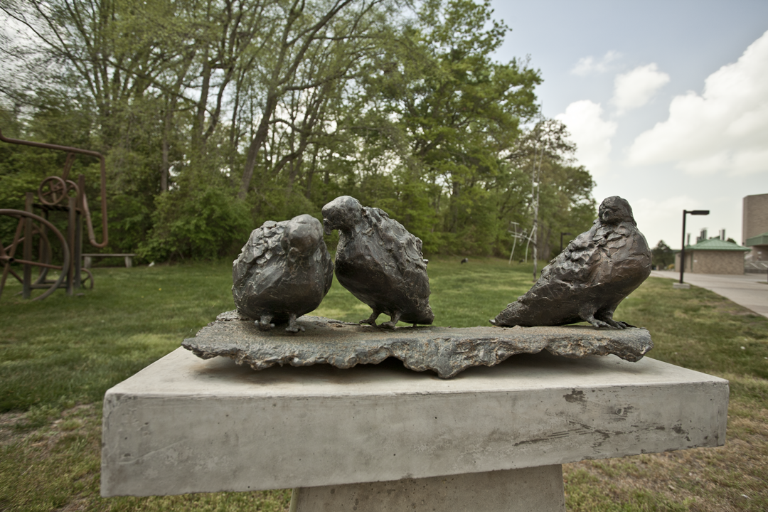 Pigeons