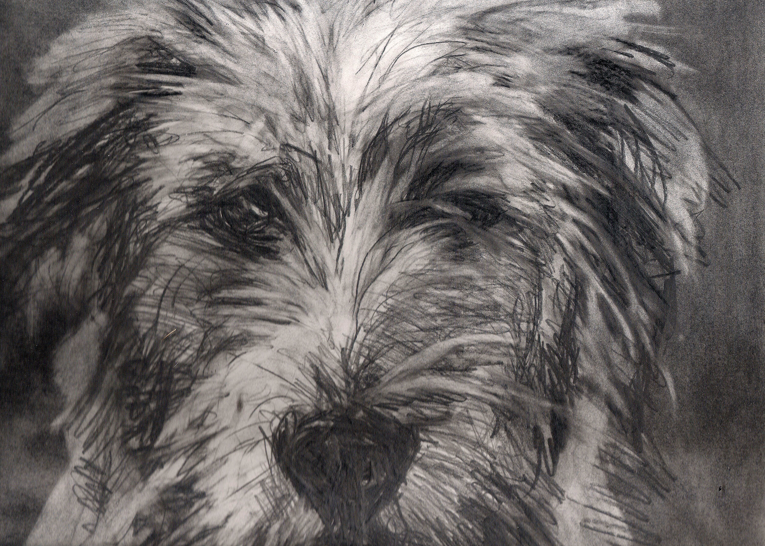 PSPCA Series: Scruffy