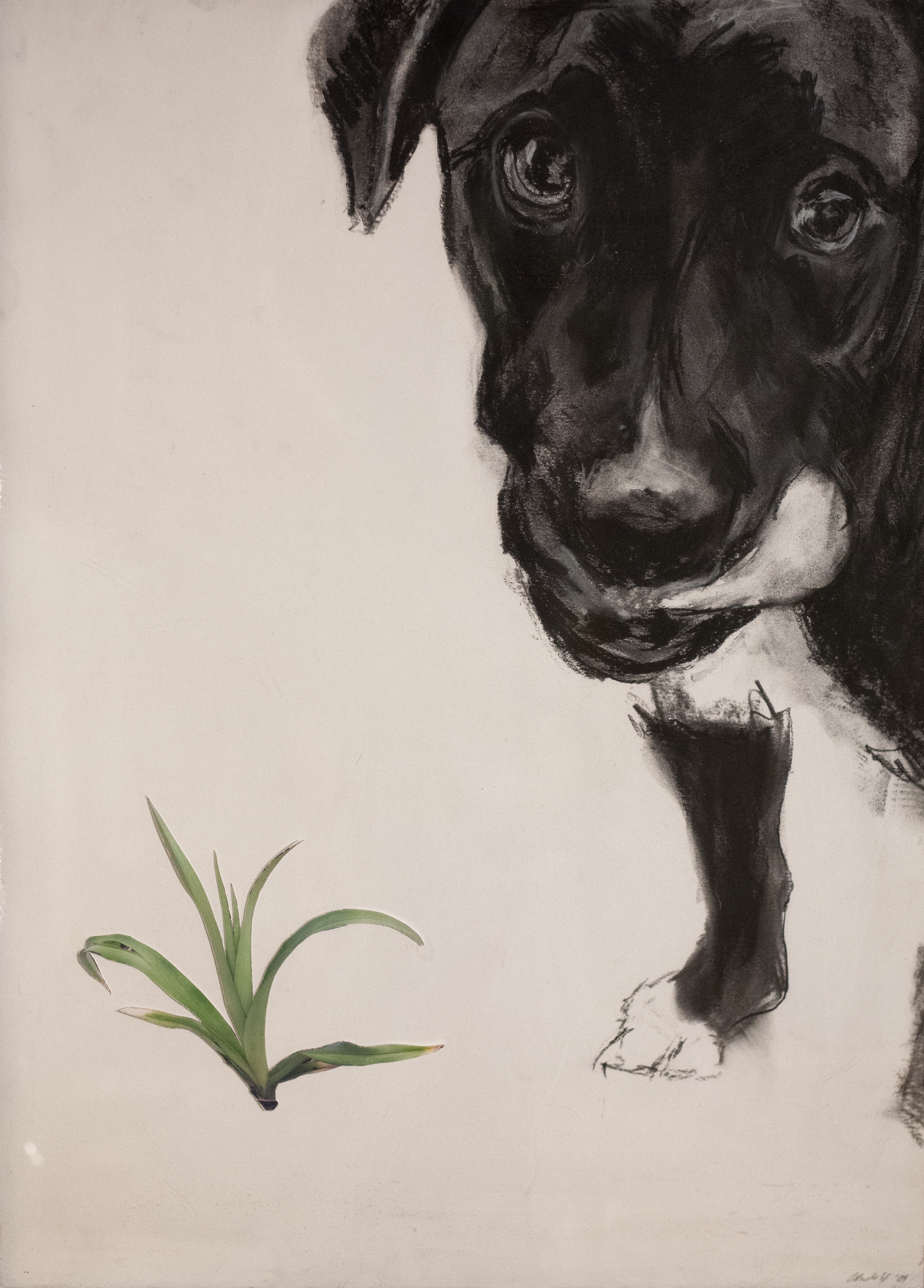 PSPCA Series: Sprout