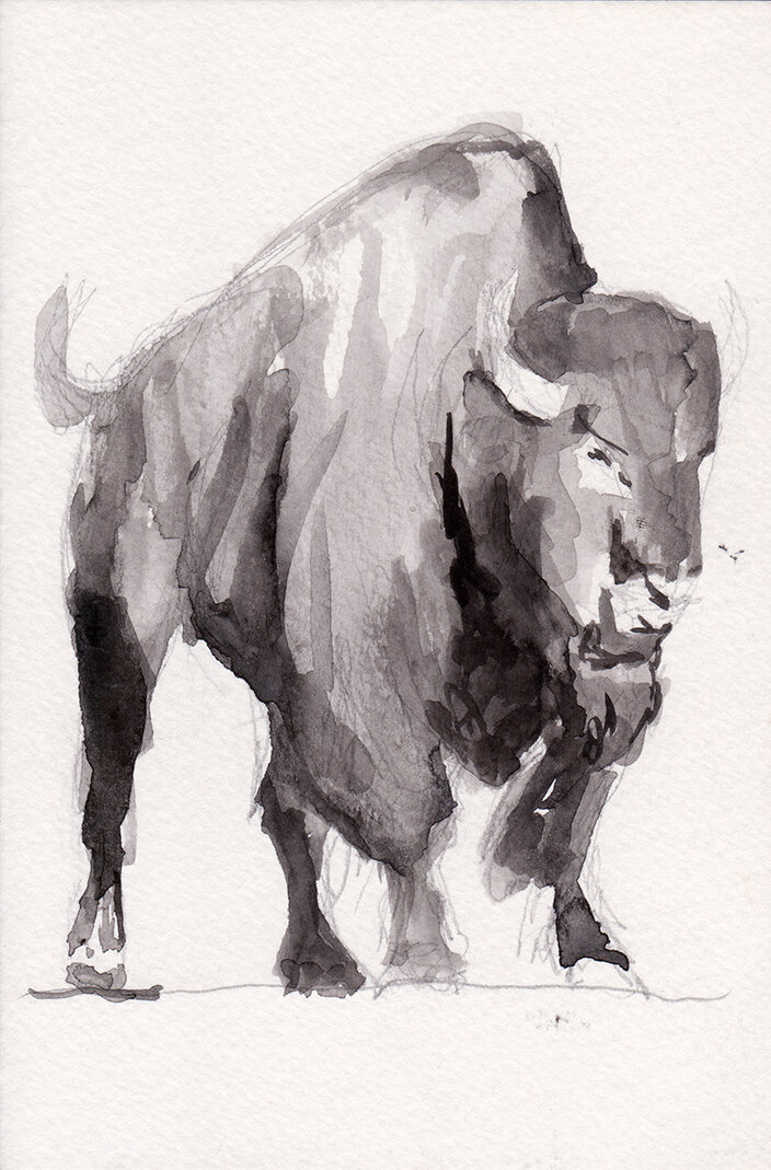 Buffalo